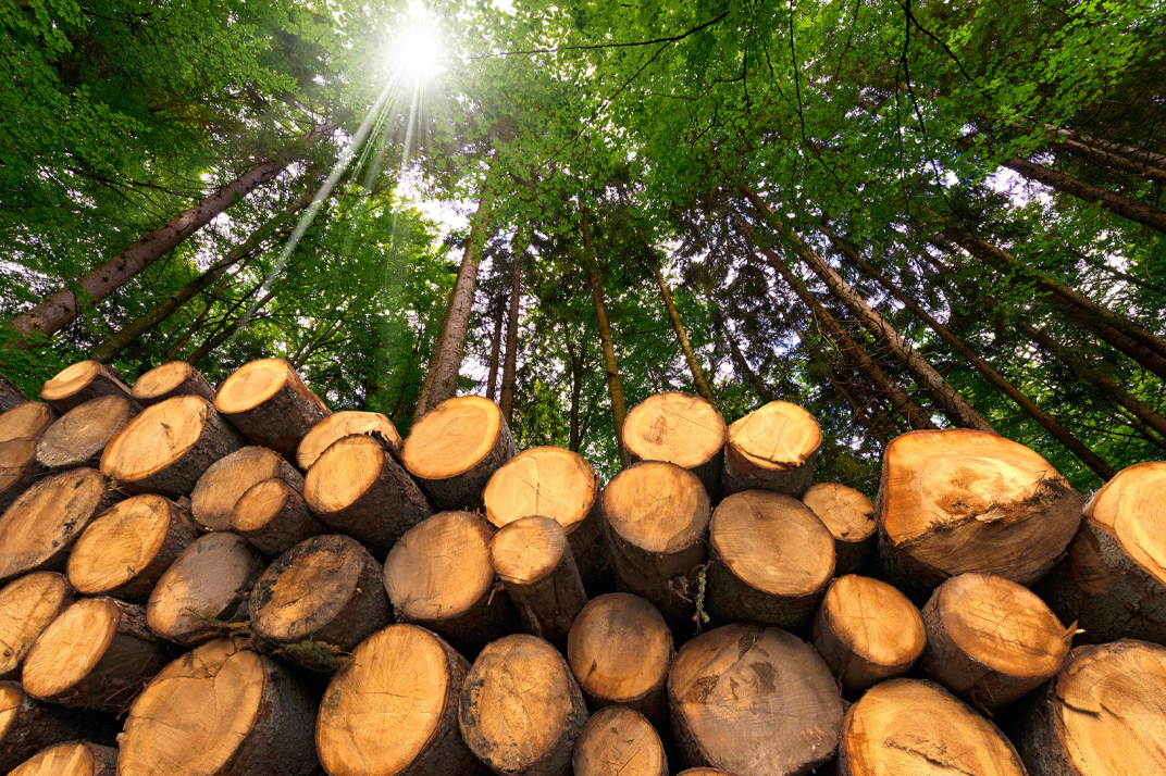 sustainability and forestry in tissue production